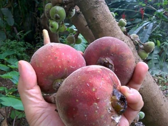 Quả sung, câu sung có hoa không, hoa sung