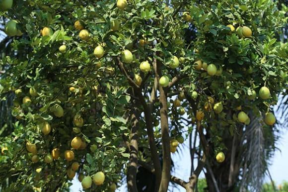 cách trồng chanh, cách trồng chanh vàng, kiến thức 