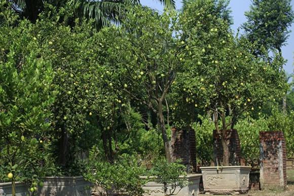 cách trồng chanh, cách trồng chanh vàng, kiến thức 