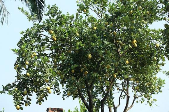 cách trồng chanh, cách trồng chanh vàng, kiến thức 