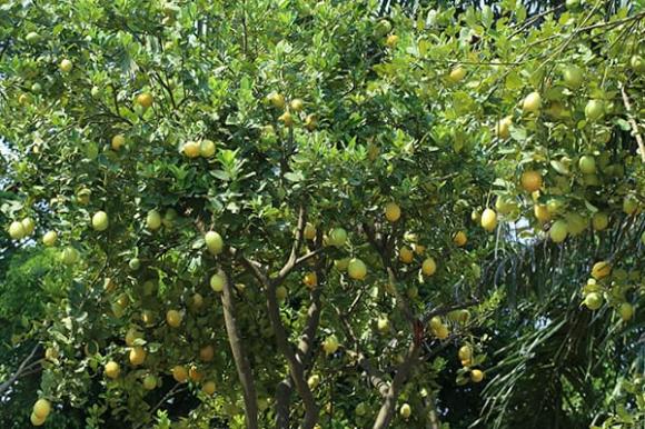 cách trồng chanh, cách trồng chanh vàng, kiến thức 