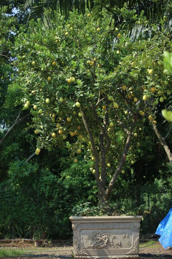 cách trồng chanh, cách trồng chanh vàng, kiến thức 
