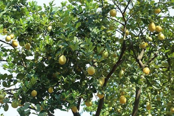 cách trồng chanh, cách trồng chanh vàng, kiến thức 