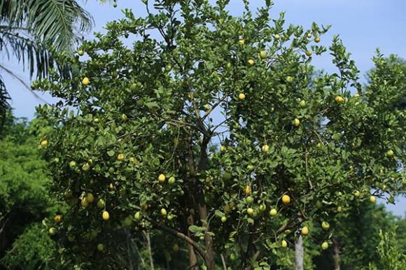cách trồng chanh, cách trồng chanh vàng, kiến thức 