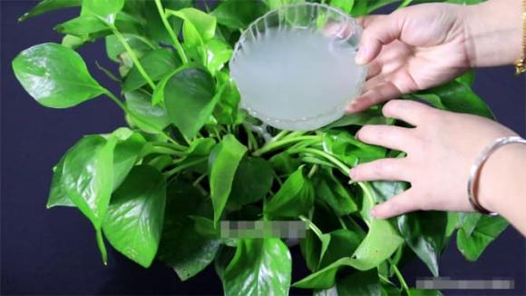 trồng cây, bón phân