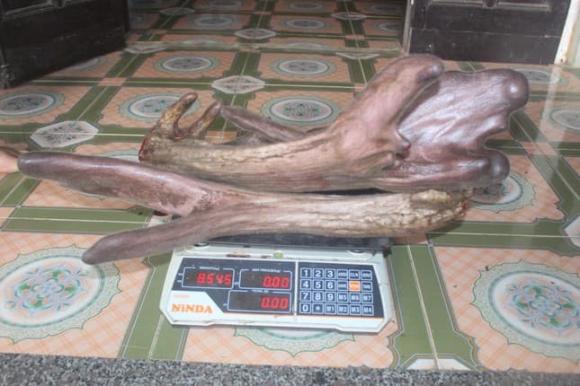 Nhung nai, nhung nai khủng, cặp nai khủng ở nghệ an