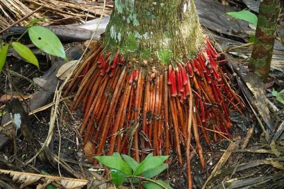cây cau, cây đổ sau bão, kiến thức 