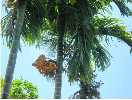 cây cau, cây đổ sau bão, kiến thức 