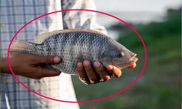 Cá bụng đầu Cửu Long, loài cá chỉ có ở việt nam