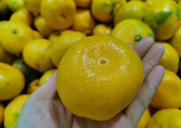 bí quyết chọn cam, cách chọn cam ngon, bí quyết mua hoa quả ngon
