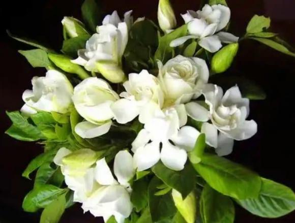 cây dành dành, ý nghĩa cây dành dành, truyền thuyết cây dành dành, cách trồng cây dành dành