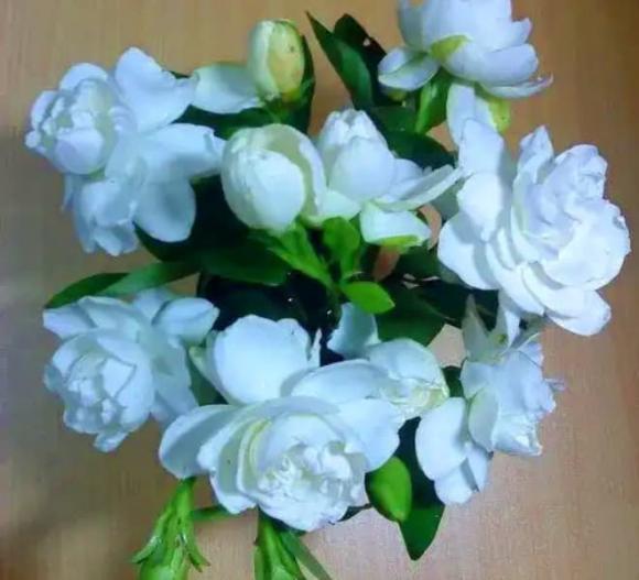 cây dành dành, ý nghĩa cây dành dành, truyền thuyết cây dành dành, cách trồng cây dành dành
