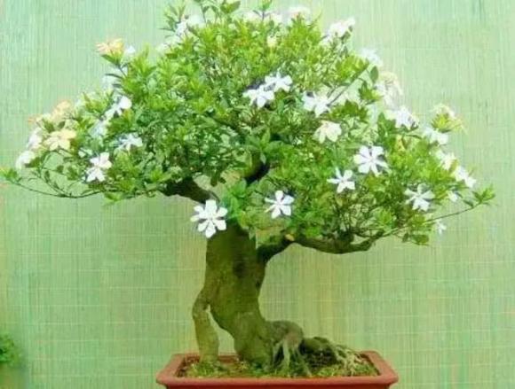 cây dành dành, ý nghĩa cây dành dành, truyền thuyết cây dành dành, cách trồng cây dành dành