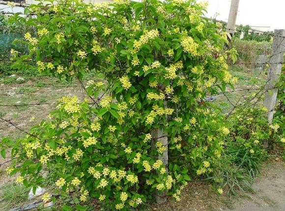 những loài hoa leo tường đẹp, hoa leo tường, hoa leo tường đẹp