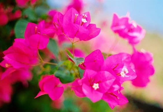 hoa giấy, tưới hoa giấy, chăm sóc hoa giấy, kiến thức 