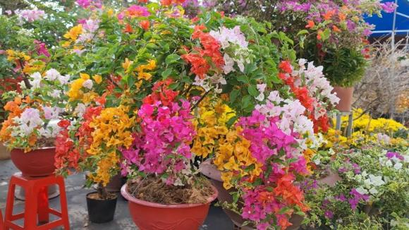 hoa giấy, tưới hoa giấy, chăm sóc hoa giấy, kiến thức 