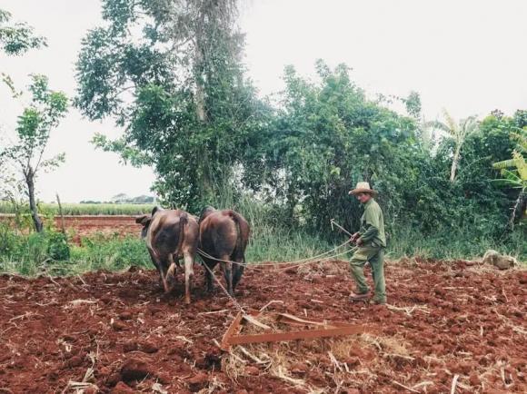 ngựa cày, trâu bò cày ruộng
