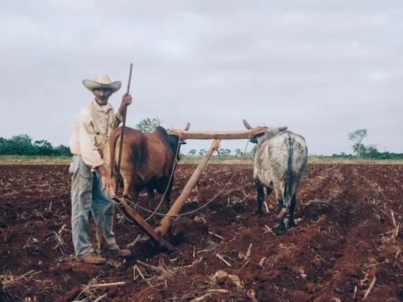 ngựa cày, trâu bò cày ruộng
