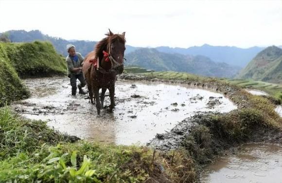 ngựa cày, trâu bò cày ruộng