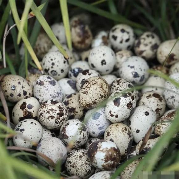món ngon mỗi ngày, trứng cút, trứng cút kho thịt