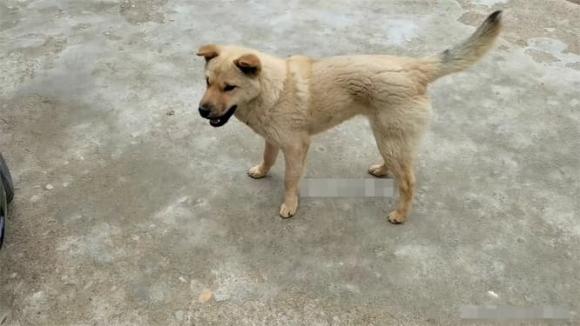 chó cắn, 
