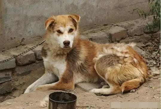 đối xử, đừng tử tế quá với con người, đừng cho chó ăn nhiều