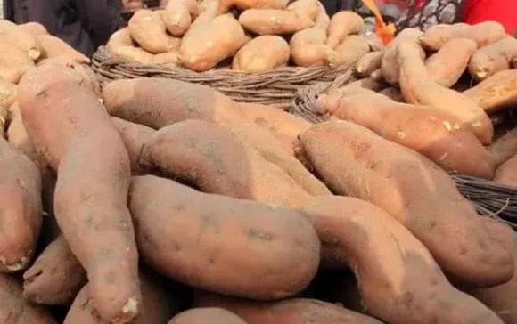 khoai lang, mẹo chọn khoai lang, món ngon từ khoai