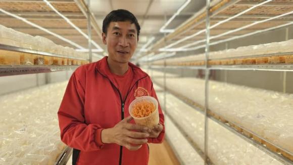Trồng cây quý như vàng, đông trùng hạ thảo, kinh nghiệm nuôi trồng đông trùng hạ thảo