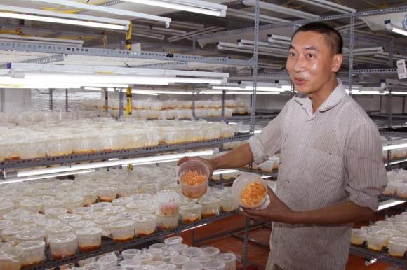 Trồng cây quý như vàng, đông trùng hạ thảo, kinh nghiệm nuôi trồng đông trùng hạ thảo
