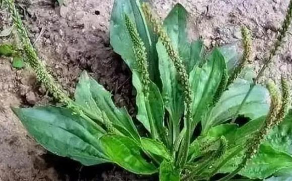 giảm đường huyết, mướp đắng