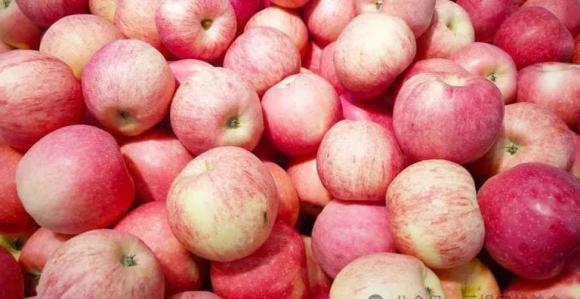 táo, bảo quản trái cây