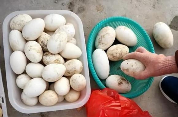 trứng ngỗng, tại sao ít người ăn trứng ngỗng, lưu ý khi ăn trứng ngỗng