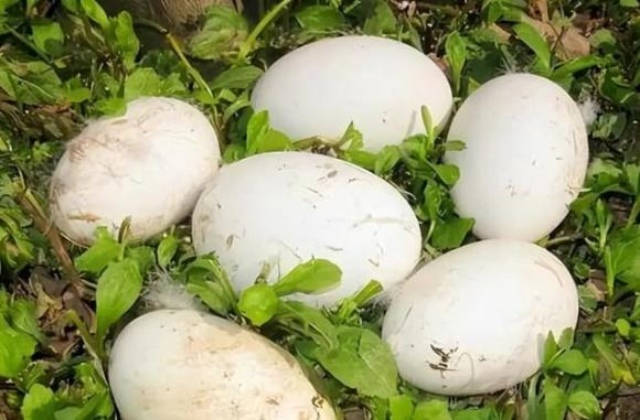 trứng ngỗng, tại sao ít người ăn trứng ngỗng, lưu ý khi ăn trứng ngỗng