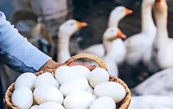 trứng ngỗng, tại sao ít người ăn trứng ngỗng, lưu ý khi ăn trứng ngỗng