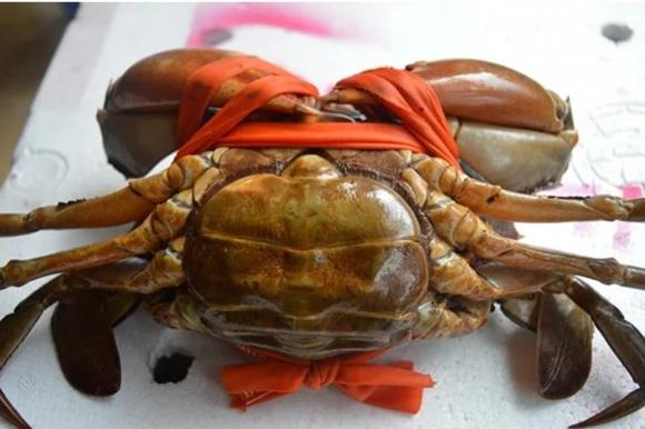 mẹo mua cua, cua buộc dây