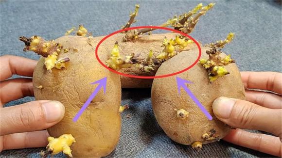 khoai tây mọc mầm, tác dụng của khoai tây mọc mầm