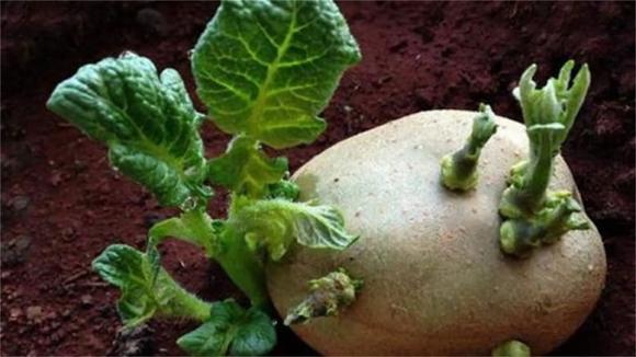 khoai tây mọc mầm, tác dụng của khoai tây mọc mầm
