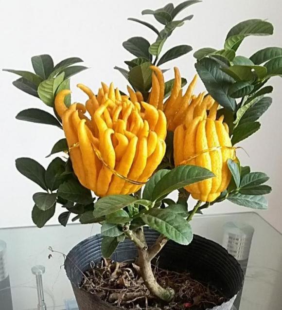 cây cát  tường, trồng cây trong nhà