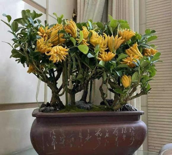 cây cát  tường, trồng cây trong nhà