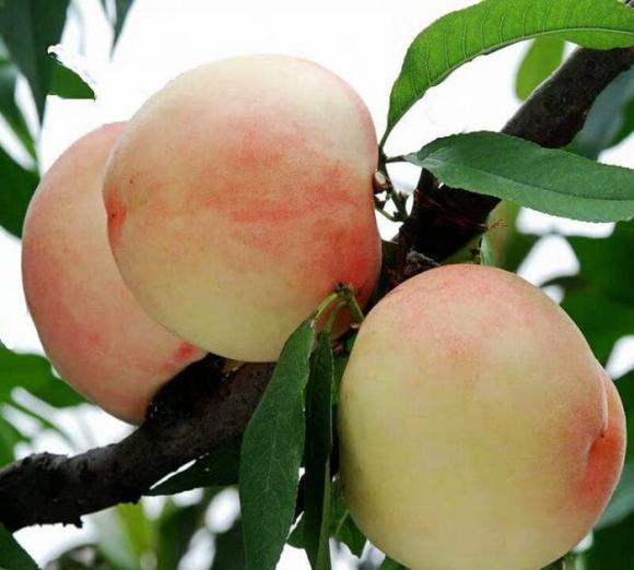 cây cát  tường, trồng cây trong nhà