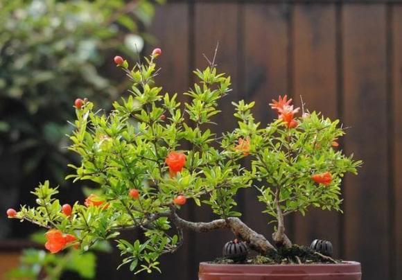 cây cát  tường, trồng cây trong nhà