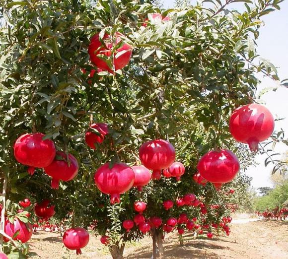 cây cát  tường, trồng cây trong nhà
