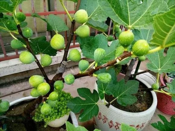 Trồng cây sung ở đâu trong nhà hút lộc, cây sung