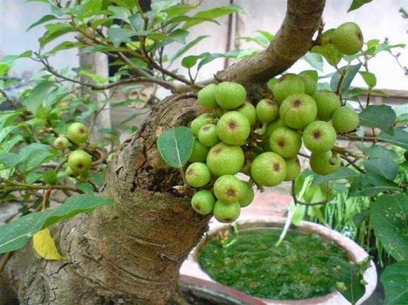 Trồng cây sung ở đâu trong nhà hút lộc, cây sung