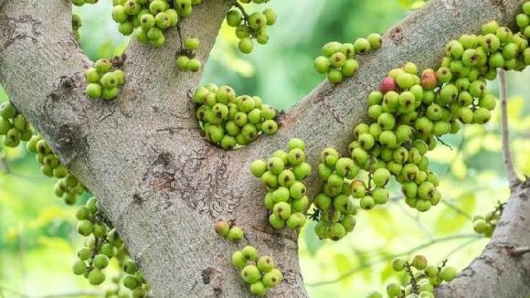 Trồng cây sung ở đâu trong nhà hút lộc, cây sung