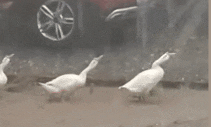 Vì sao vịt không sợ mưa bão 0 Vì sao vịt không sợ mưa bão, động vật