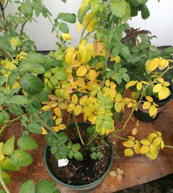 Cây hoa hồng có lá vàng dễ rụng, mẹo để hoa hồng ra nhiều hoa, mẹo chăm cây hoa