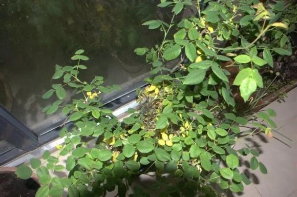 Cây hoa hồng có lá vàng dễ rụng, mẹo để hoa hồng ra nhiều hoa, mẹo chăm cây hoa
