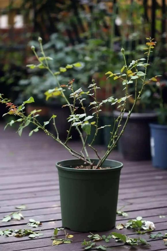 Cây hoa hồng có lá vàng dễ rụng, mẹo để hoa hồng ra nhiều hoa, mẹo chăm cây hoa