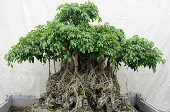 cây cảnh đắt nhất Việt Nam, cây đắt nhất việt nam, cây bonsai đắt nhất việt nam, cây sanh, cây sanh giá đắt nhất việt nam